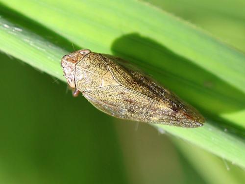 Réf. 211 883 : Aphrophora sp.